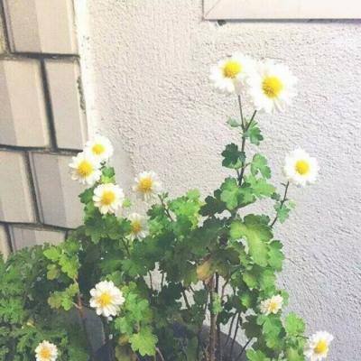 楚乔传女武神归来手游下载